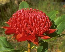 Australian Bush flower essences